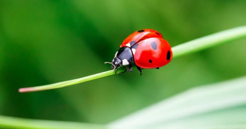 Control Pests Naturally to Protect Beneficial Insects