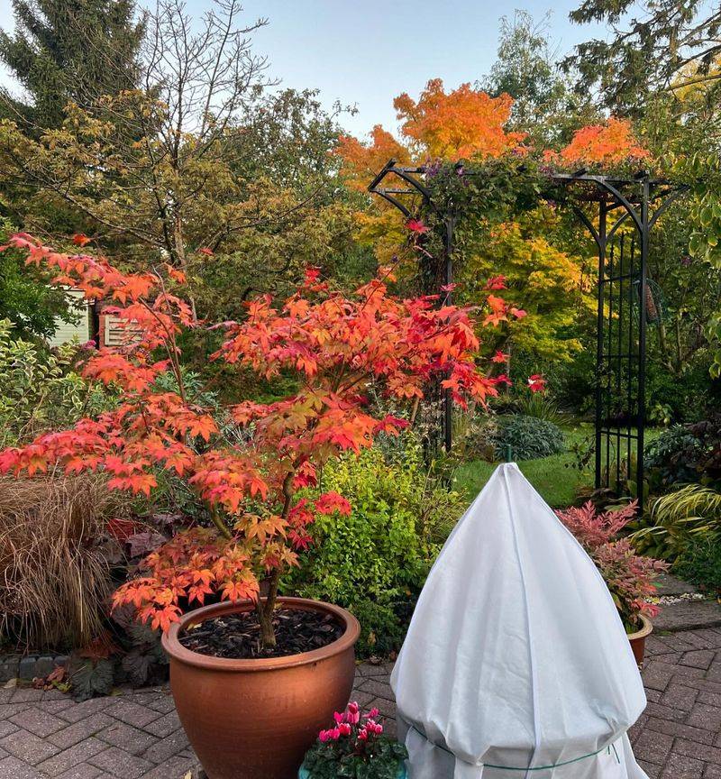 Protect Sensitive Plants From Occasional Freezes