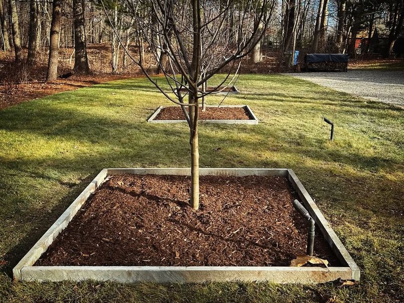 Mulch Around Trees And Shrubs With Organic Materials