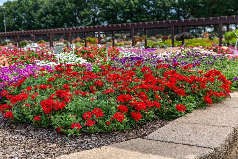 Top Dress Annually With Fresh Compost To Maintain Soil Health