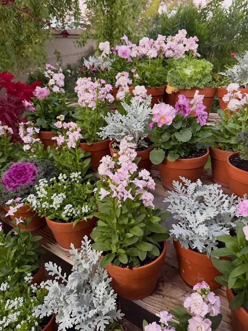 Add Container Gardens With Scented Geraniums