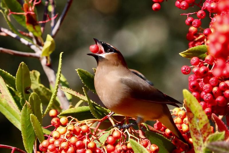 Offer Natural Food Sources Instead Of Just Feeders