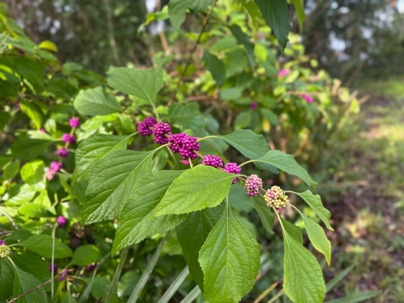Offer Natural Food Sources Instead Of Just Feeders