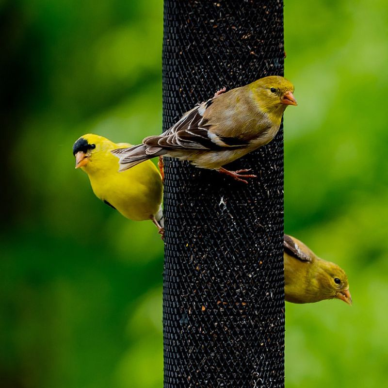 Install Nyjer Seed Feeders With Multiple Feeding Ports