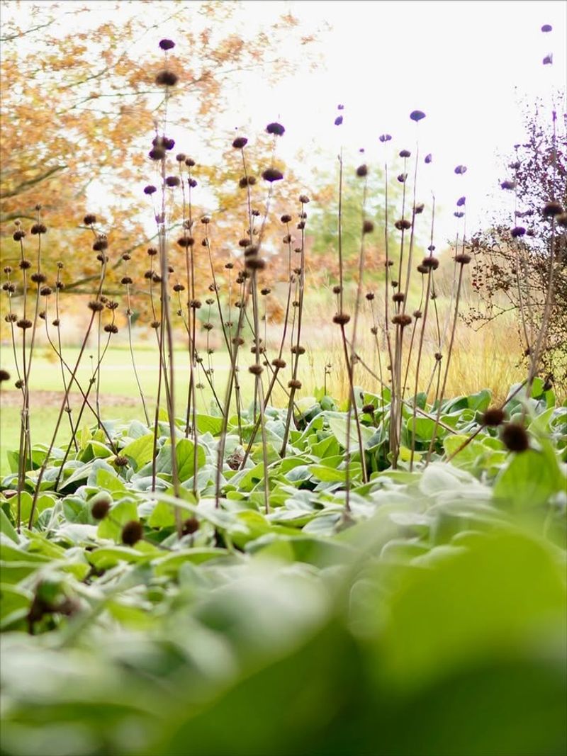 Leave Seed Heads Standing Through Winter