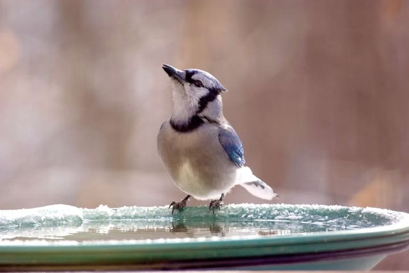 Provide Fresh Water Year-Round With A Birdbath