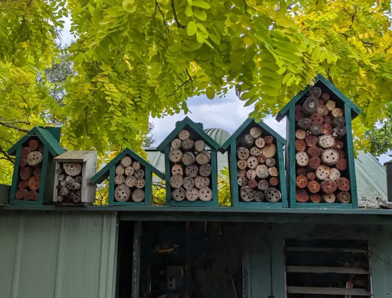 Build a Bee Hotel