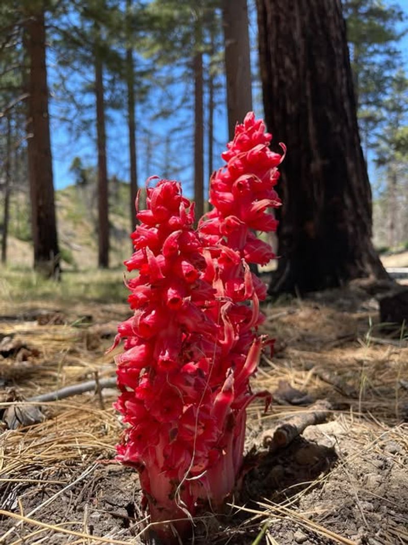 Rely On Native And Adapted Red Plants
