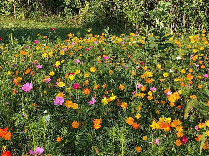 Mix Seeds With Sand For Even Distribution