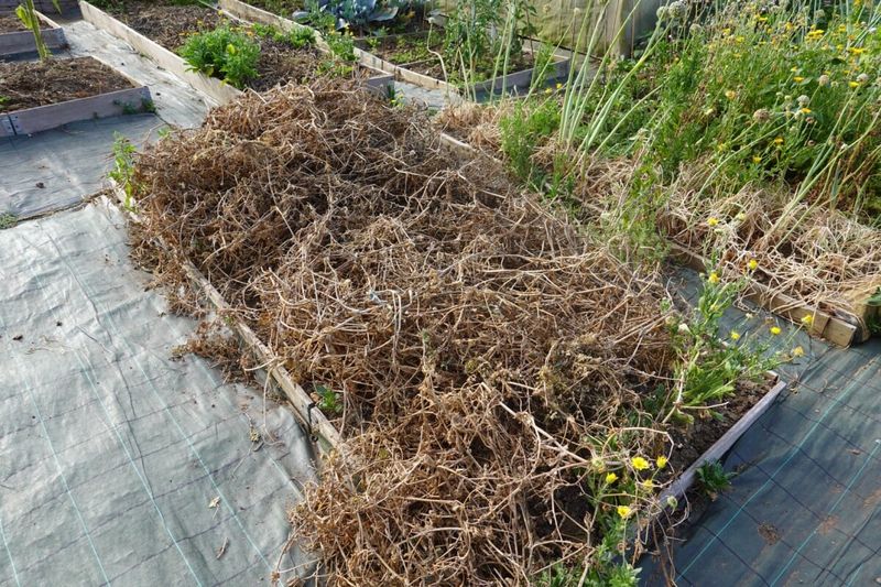 Remove Diseased Plant Material From Garden Beds
