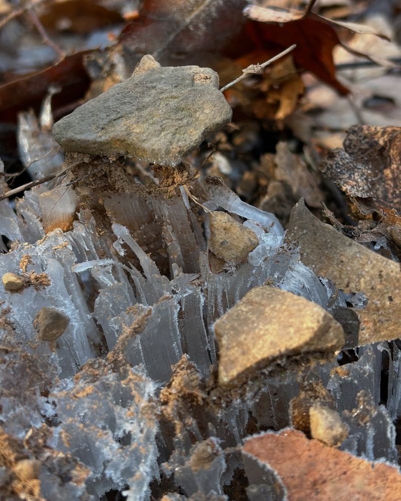 Scientific Curiosity Brings Researchers To Maine Gardens