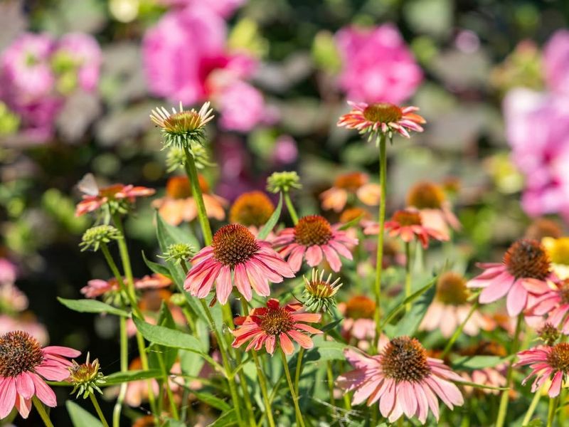 Provide Adequate Sunlight Exposure