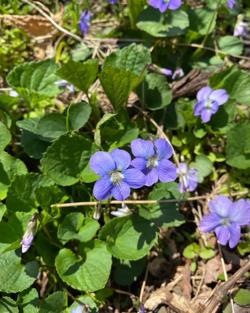 Wild Violet