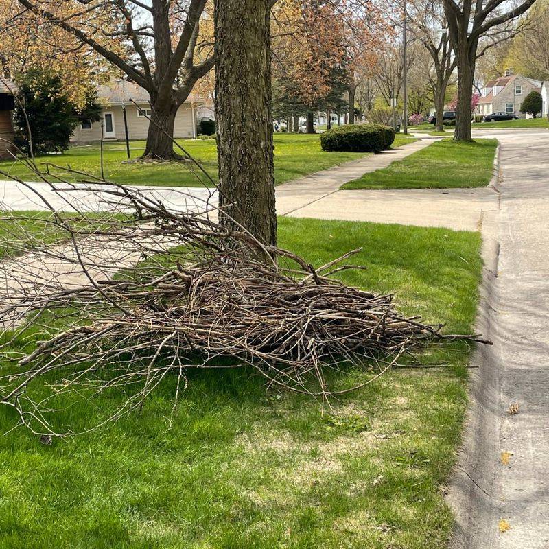 Creating Brush Piles From Yard Trimmings