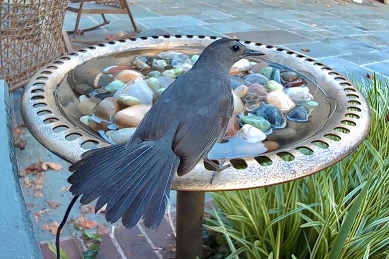 Installing Bird Baths and Water Features