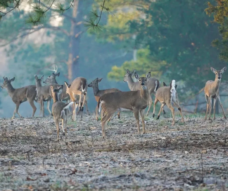 Understanding Local Deer Population Trends
