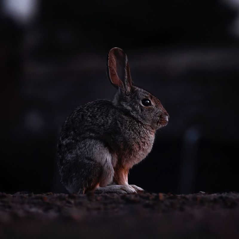 Rabbit Sightings During Dawn Or Dusk