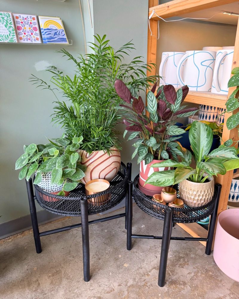 Rotation Helps Leaves Develop Even Color