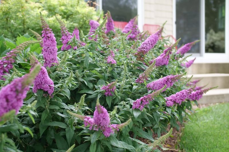 Butterfly Bush