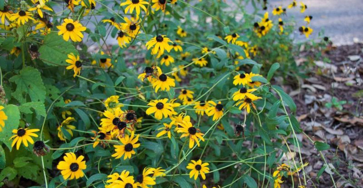 black eyed susan (featured image)