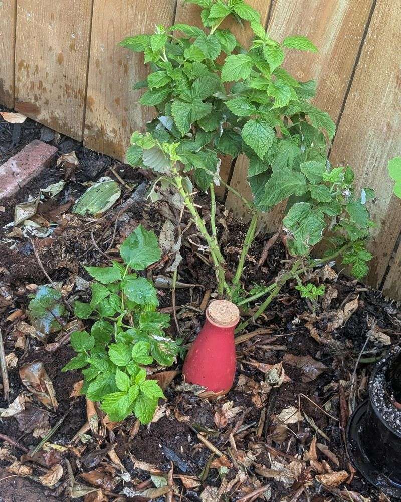 Ancient Technology Meets Modern Gardening Needs