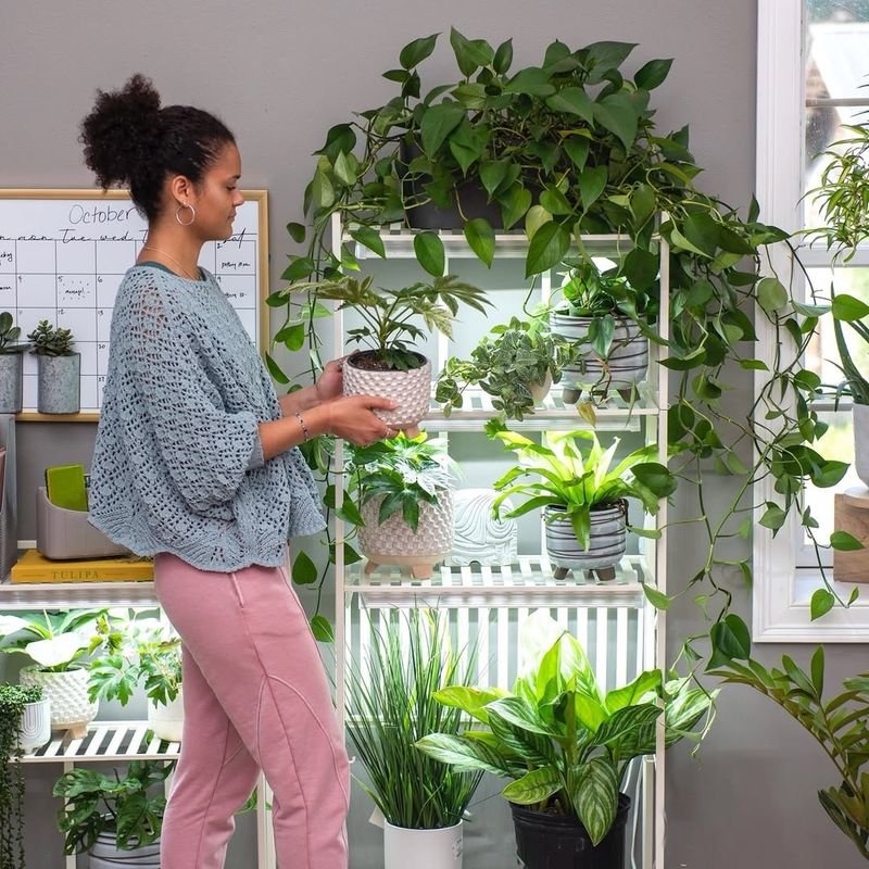 Hiring Professional Plant Care Services