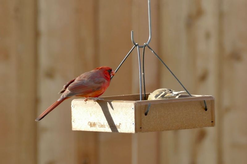 Climate Patterns Have Made Minnesota Winters More Unpredictable