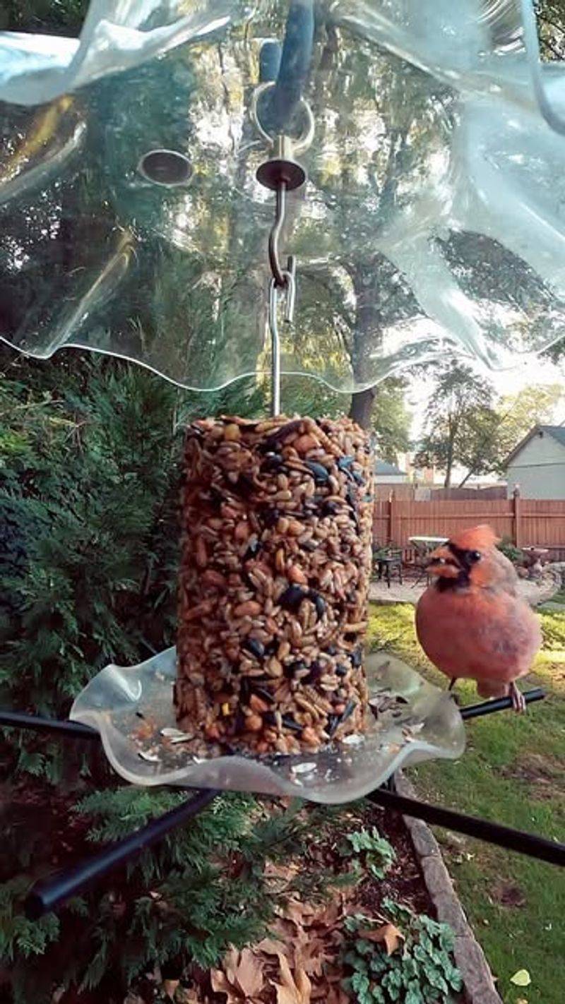 Early Morning And Late Evening Are Peak Feeding Times