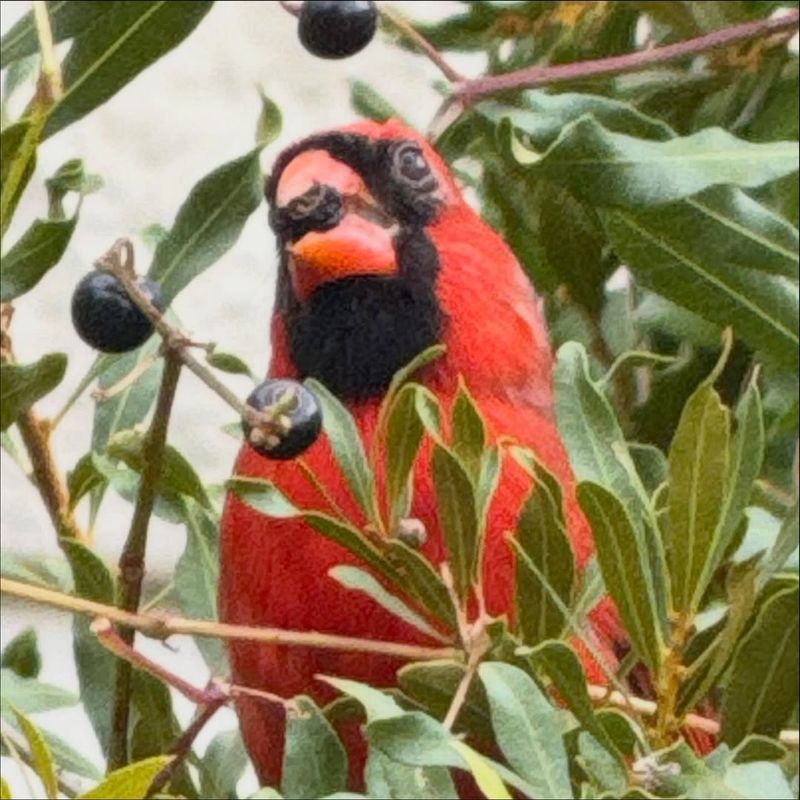 Shrubs And Bushes Offer Nearby Cover
