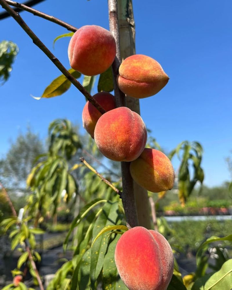 Peach Trees