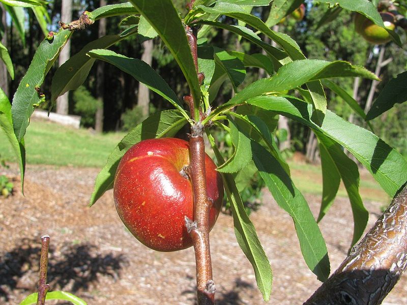 Nectarine Trees