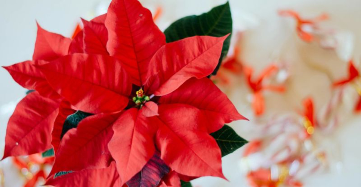 poinsettia