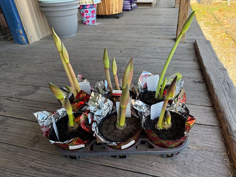 Amaryllis Bulbs Ready to Bloom