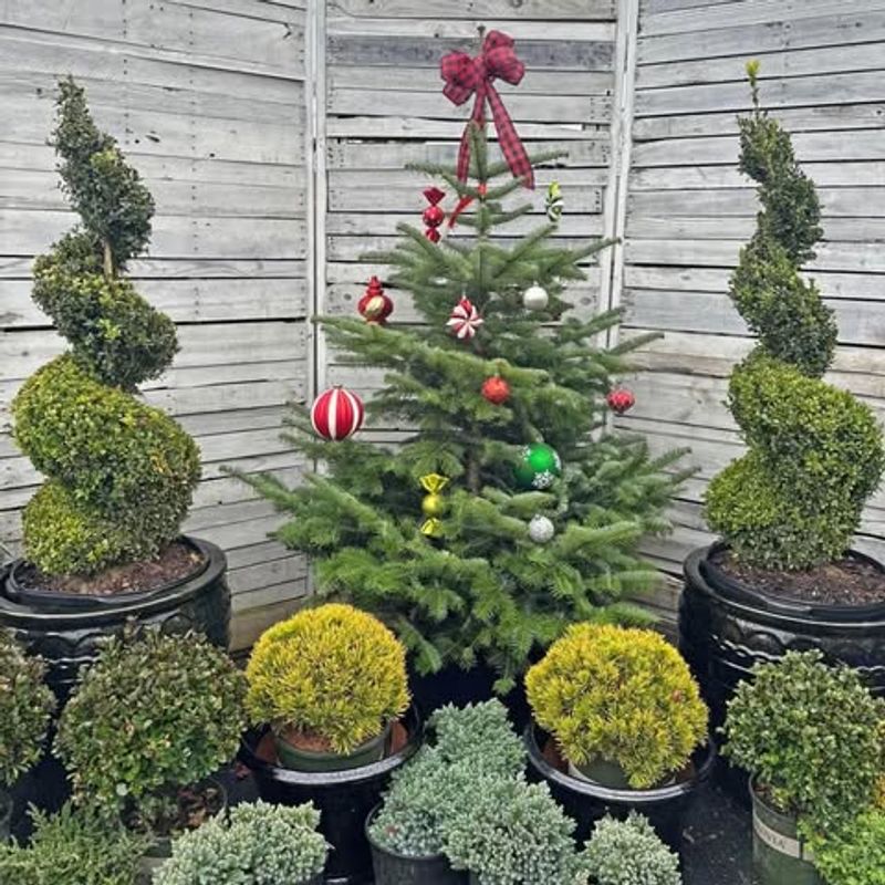 Living Christmas Trees Anchor Outdoor Displays