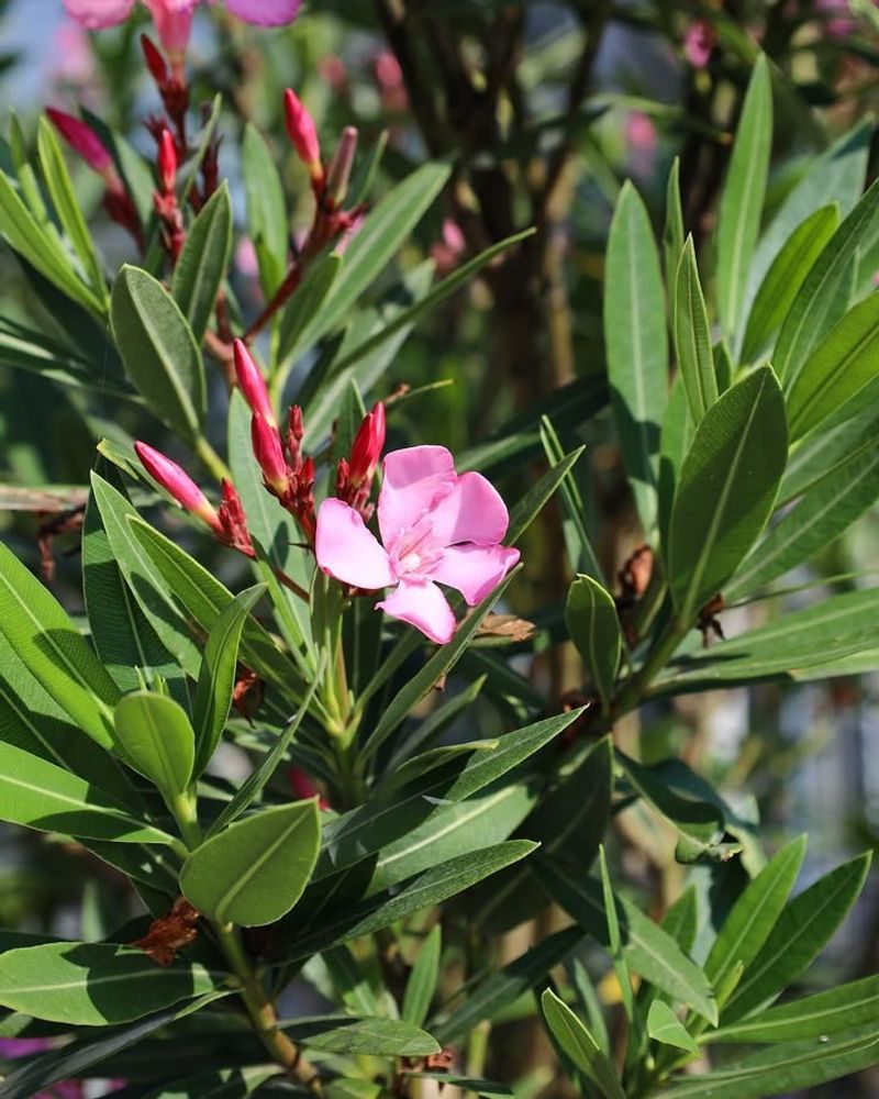 Oleander
