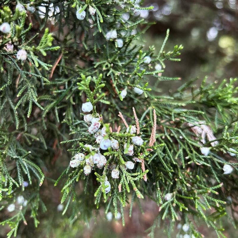 Eastern Red Cedar
