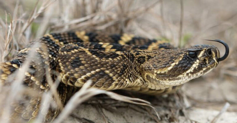 Eastern Diamondback Rattlesnake