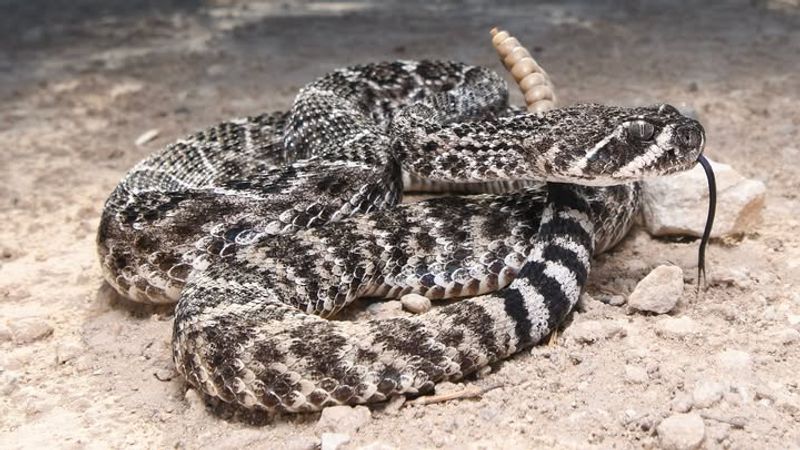 Western Diamondback Rattlesnake