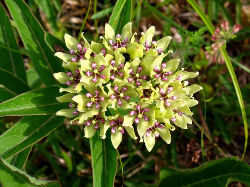 Spider Milkweed (Asclepias viridis)