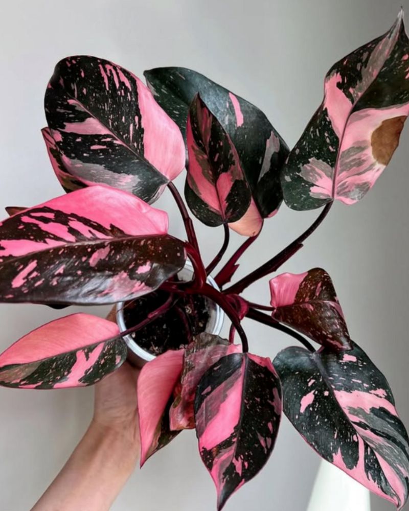Pink Princess Philodendron