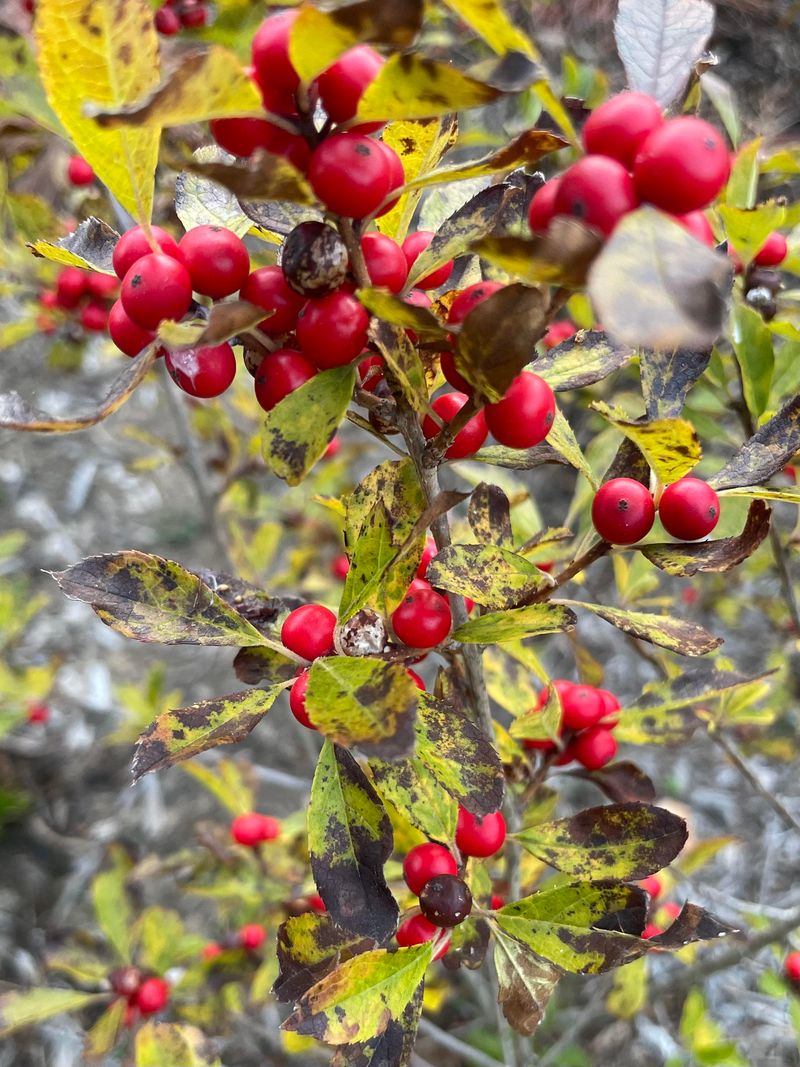 Pest Infestations Weakening Plant Health