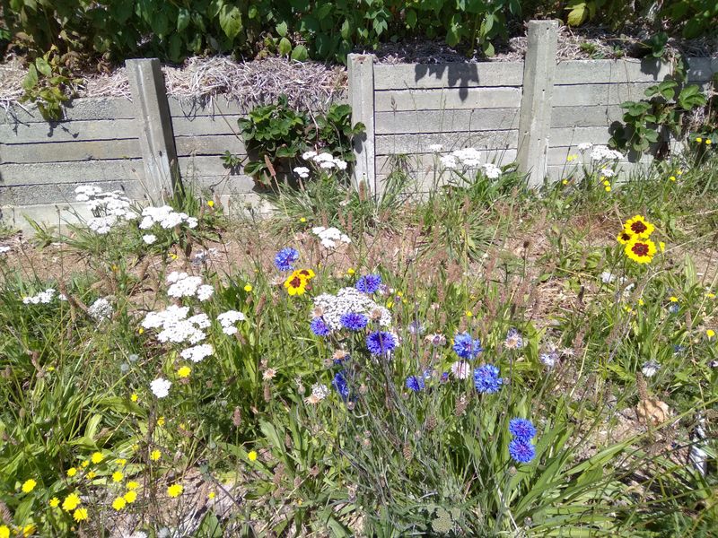 Natural Pest Control Through Beneficial Insects