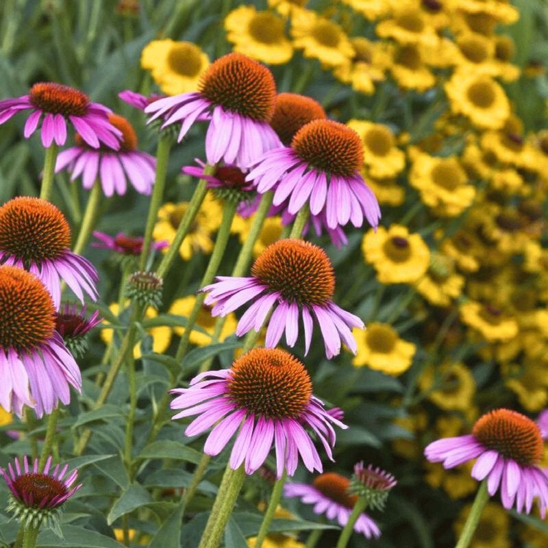 Drought-Tolerant Border Star