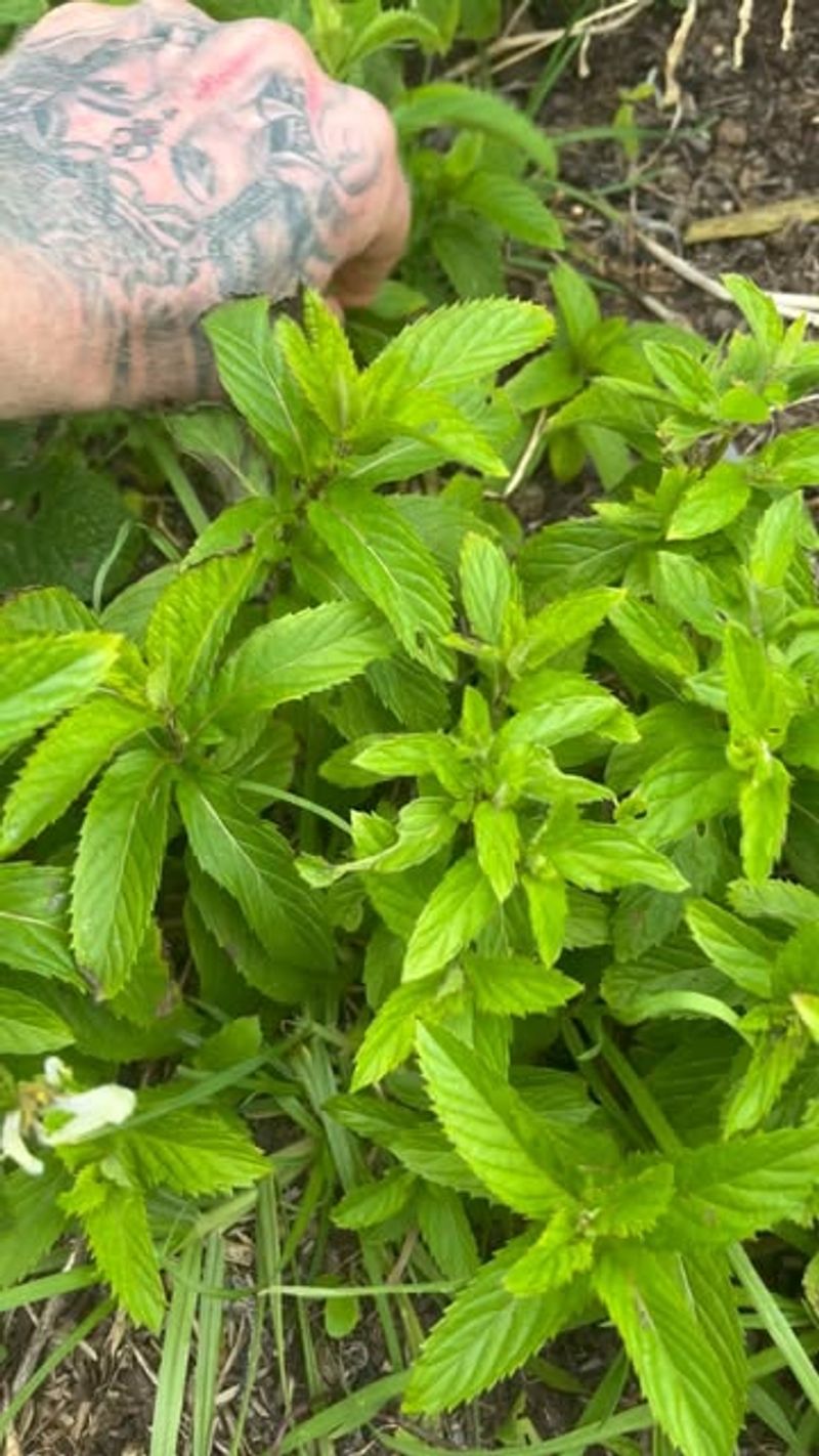 Fresh Leaves For Herbal Teas