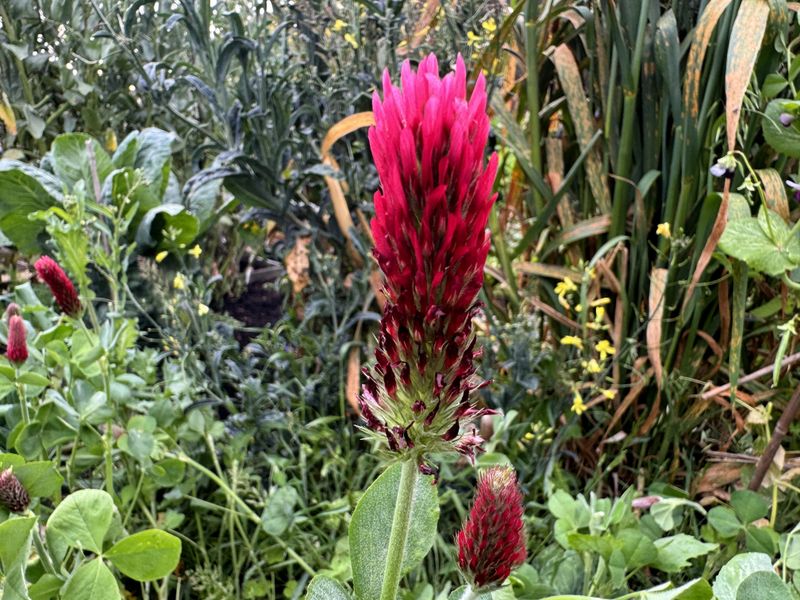 Soil Compaction Relief Opens Root Pathways