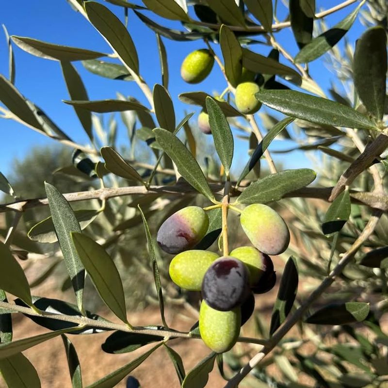 Olive Trees