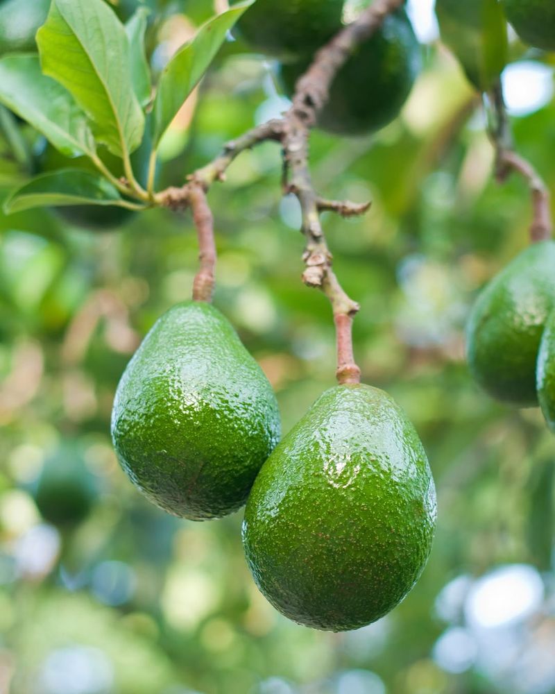Avocado Trees