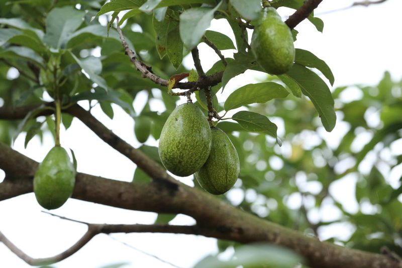 Avocado Trees
