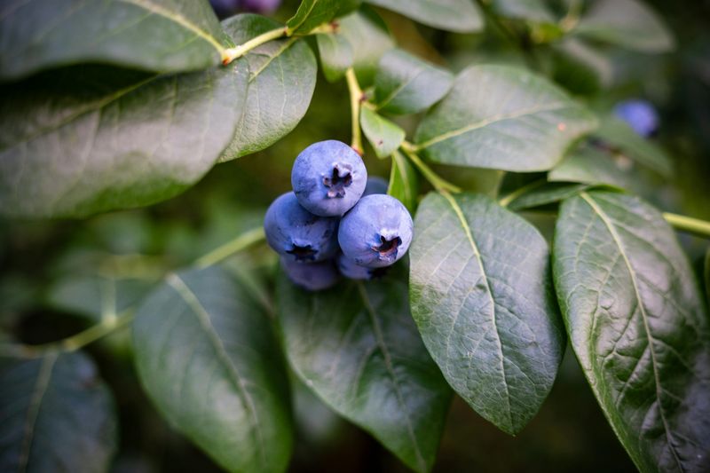 Blueberries