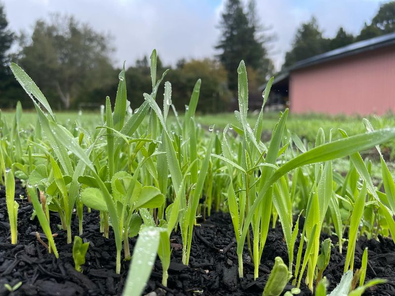 High-Carbon Cover Crops Depleted Nitrogen